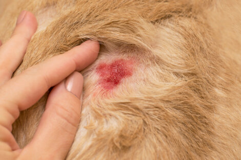 犬の皮膚アレルギー